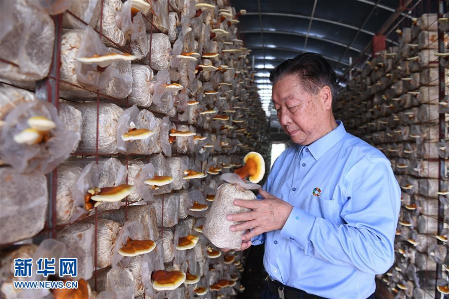 （不忘初心、牢記使命&middot;圖文互動）（1）拳拳寸草心 濃濃報國情&mdash;&mdash;記&ldquo;菌草之父&rdquo;林占熺