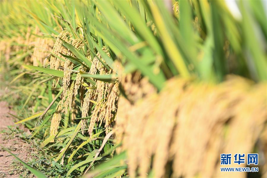 （圖文互動）（8）1046.3公斤！袁隆平第三代雜交水稻首次公開測產