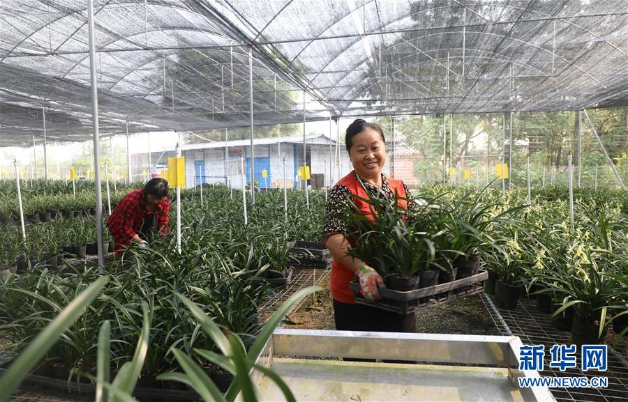 (在習(xí)近平新時代中國特色社會主義思想指引下——新時代新作為新篇章·總書記關(guān)心的百姓身邊事·圖文互動)(2)“科技秀才”給田野帶來新希望