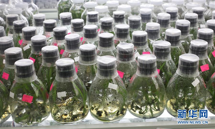 (在習(xí)近平新時代中國特色社會主義思想指引下——新時代新作為新篇章·總書記關(guān)心的百姓身邊事·圖文互動)(3)“科技秀才”給田野帶來新希望