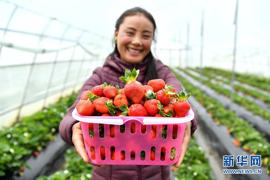 (新華全媒頭條·決戰(zhàn)決勝脫貧攻堅(jiān)·圖文互動(dòng))(2)歷史的決戰(zhàn) 偉大的創(chuàng)舉——“世界屋脊”上的反貧困奇跡