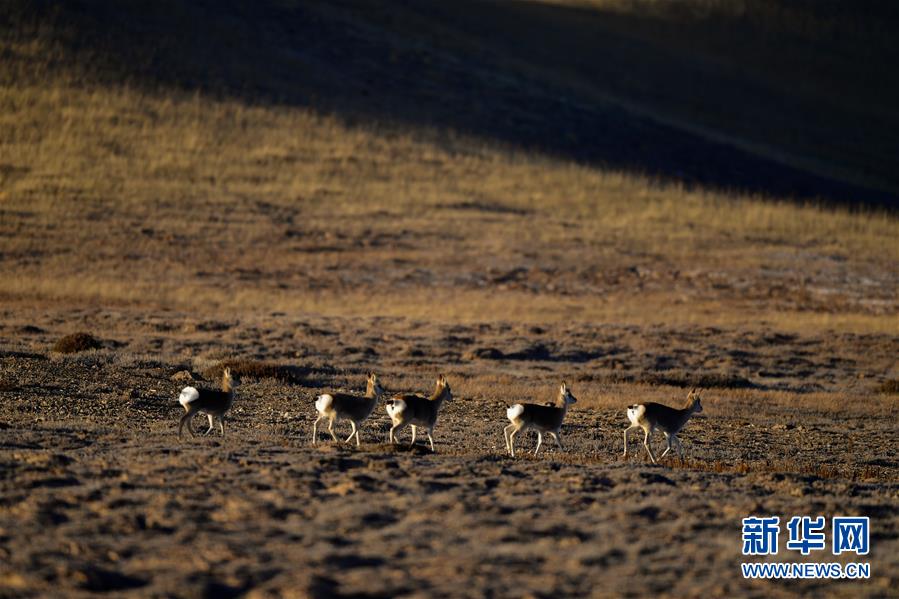(行走中國(guó)·圖文互動(dòng))(7)青海三江源:在“神山圣湖”間尋覓“高原精靈”