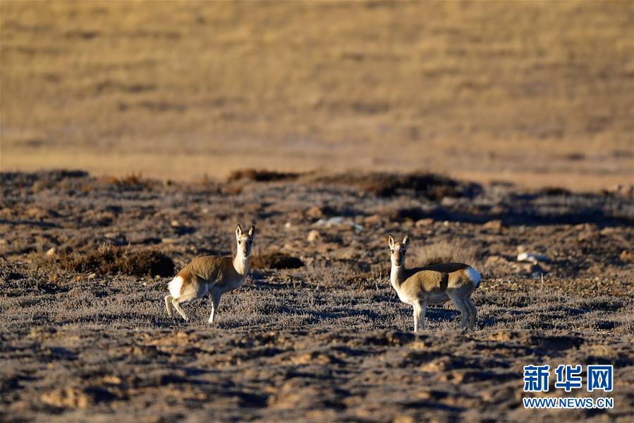 (行走中國(guó)·圖文互動(dòng))(9)青海三江源:在“神山圣湖”間尋覓“高原精靈”