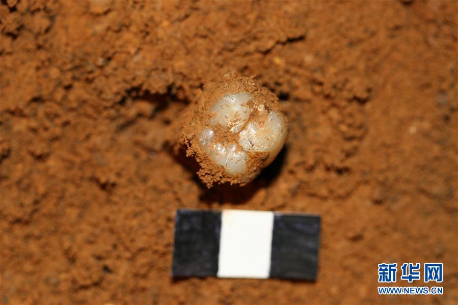 (圖文互動)(4)科學(xué)家成功從190萬年前巨猿化石中提取到遺傳物質(zhì)