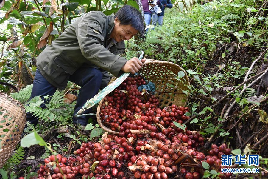 （在習(xí)近平新時代中國特色社會主義思想指引下&mdash;&mdash;新時代新作為新篇章&middot;總書記關(guān)切脫貧事&middot;決勝貧困&middot;圖文互動）（5）讓一方水土&ldquo;富養(yǎng)&rdquo;一方人&mdash;&mdash;扶貧特色產(chǎn)業(yè)惠及千家萬戶