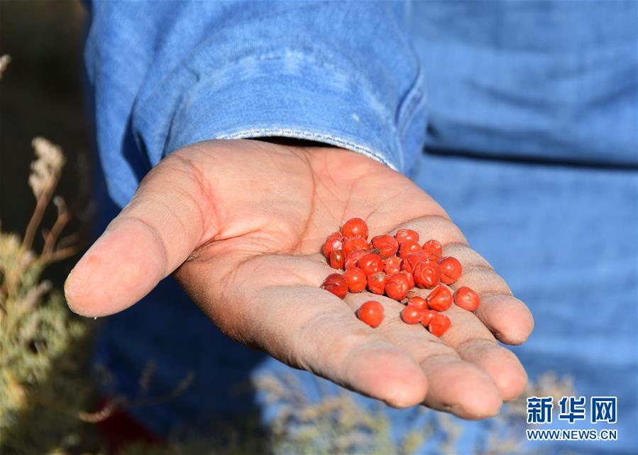 （新華全媒頭條&middot;圖文互動(dòng)）（8）塔克拉瑪干的&ldquo;播綠使者&rdquo;&mdash;&mdash;中科院新疆生態(tài)與地理研究所高級(jí)工程師常青的故事