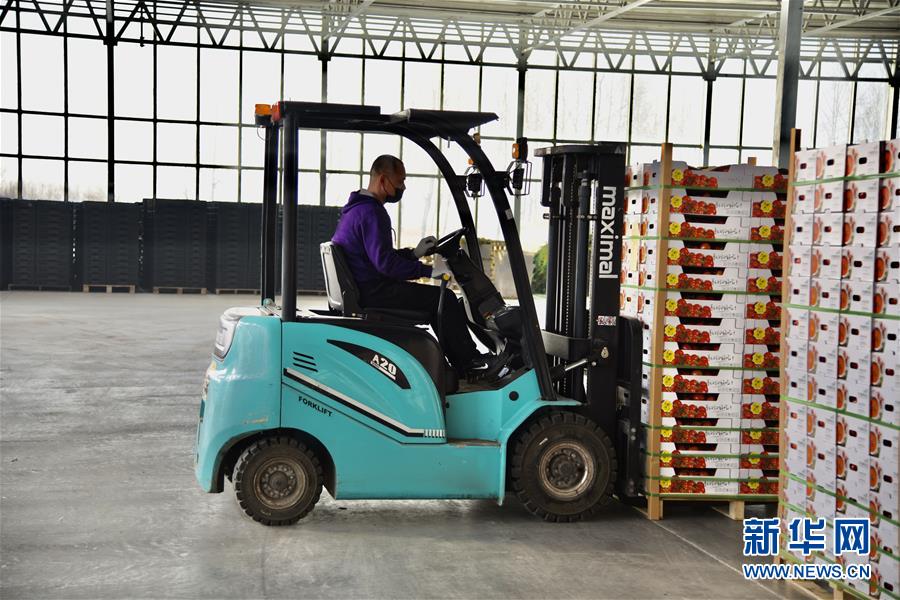 （新春走基層&middot;圖文互動(dòng)）（2）大興安嶺南麓的春天之六：鹽堿地長(zhǎng)出&ldquo;黃金果&rdquo;