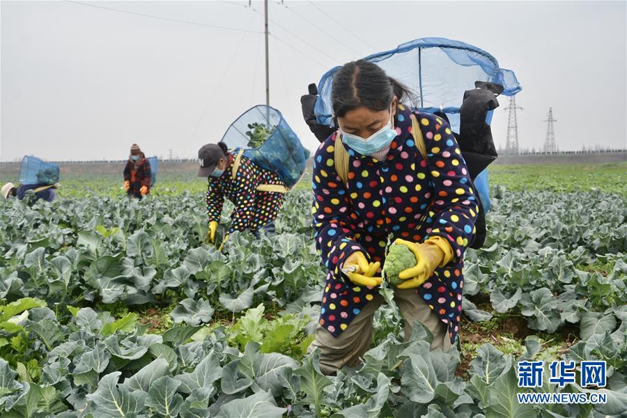 (做好六穩(wěn)工作 應(yīng)對復(fù)雜局面·圖文互動)(1)穩(wěn)住“菜籃子” 守住“好日子”