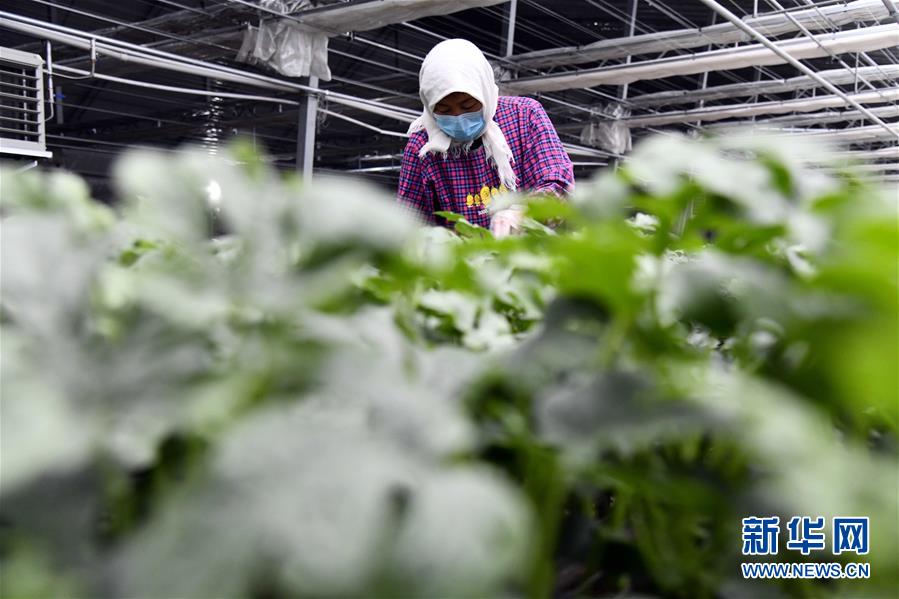 （圖文互動(dòng)）（3）別樣的春耕&mdash;&mdash;來(lái)自農(nóng)業(yè)大省山東的春耕備耕見(jiàn)聞