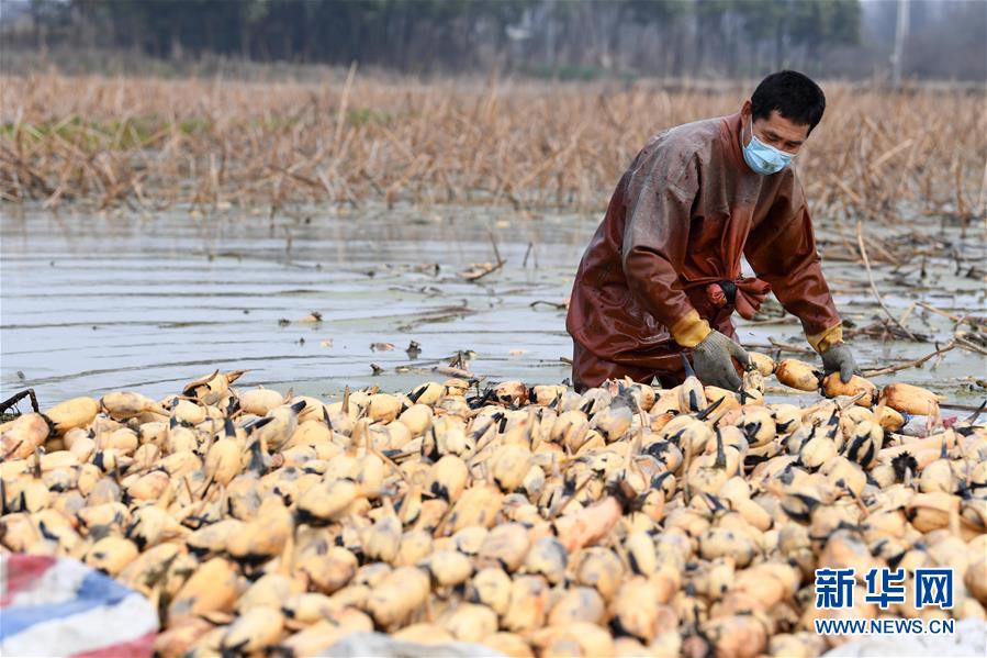 (經(jīng)濟(jì))(2)初春時(shí)節(jié)挖藕忙