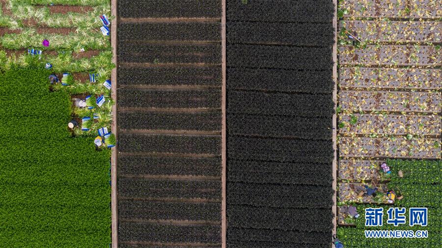 （抓好春耕備耕 穩(wěn)住農(nóng)業(yè)生產(chǎn)&middot;圖文互動(dòng)）（4）&ldquo;栽種的是菜苗，收獲的是希望&rdquo;&mdash;&mdash;云南蔬菜集散地通?？h春耕見聞 