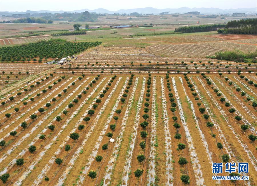 （抓好春耕備耕 穩(wěn)住農業(yè)生產&middot;圖文互動）（1）農時不等人 扶貧不能拖&mdash;&mdash;種瓜大村春耕生產見聞 
