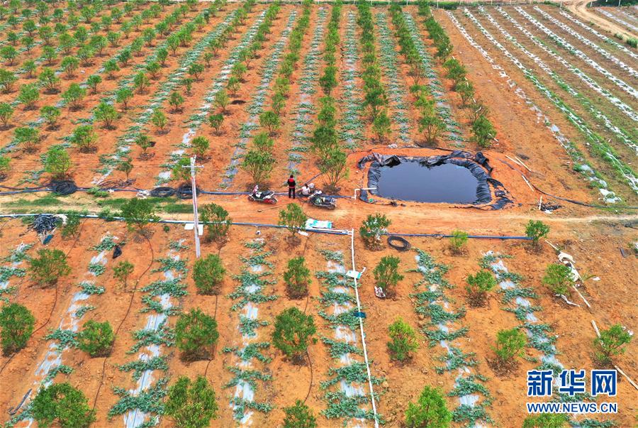 （抓好春耕備耕 穩(wěn)住農業(yè)生產&middot;圖文互動）（2）農時不等人 扶貧不能拖&mdash;&mdash;種瓜大村春耕生產見聞 