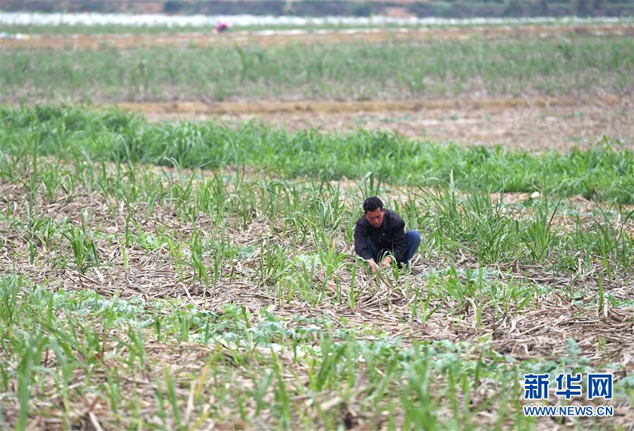 （抓好春耕備耕 穩(wěn)住農業(yè)生產&middot;圖文互動）（4）農時不等人 扶貧不能拖&mdash;&mdash;種瓜大村春耕生產見聞 