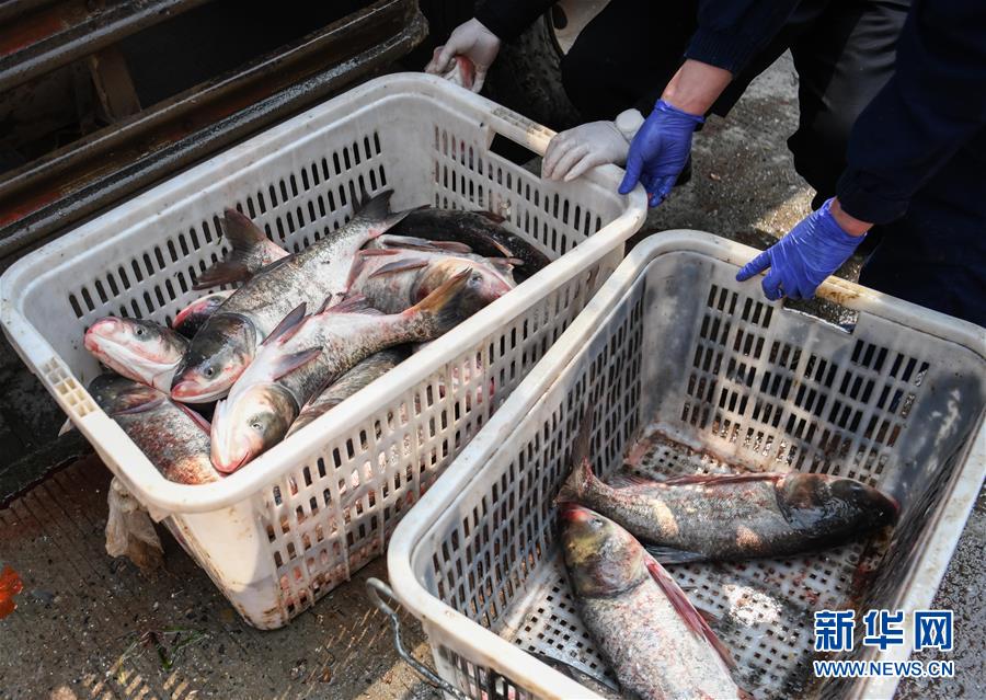 (聚焦疫情防控)(6)咸寧為武漢加“魚”