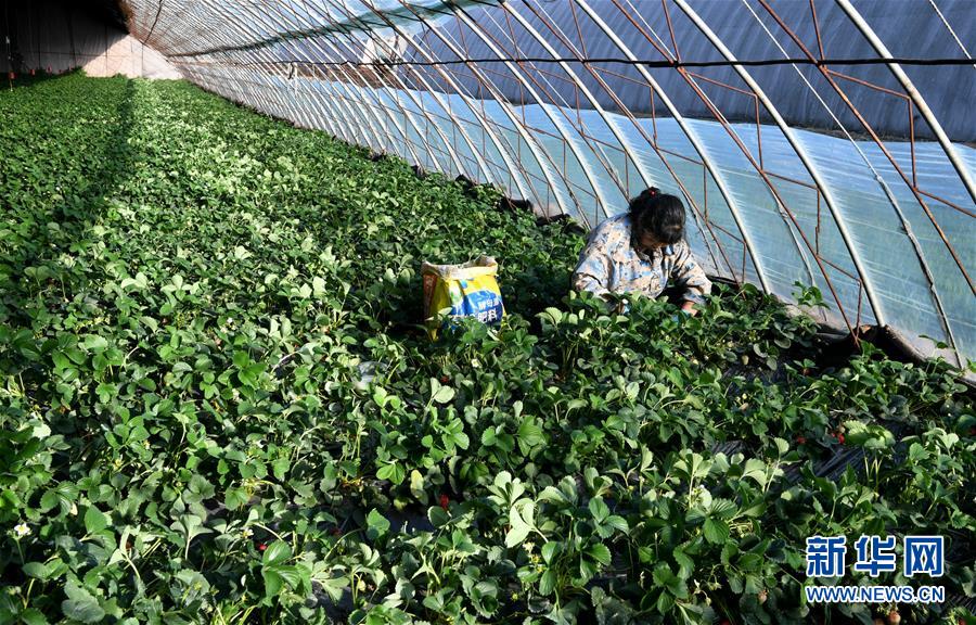 （在習近平新時代中國特色社會主義思想指引下&mdash;&mdash;新時代新作為新篇章&middot;習近平總書記關切事&middot;圖文互動）（3）戰(zhàn)&ldquo;疫&rdquo;要勁時，戰(zhàn)&ldquo;貧&rdquo;再加把勁！&mdash;&mdash;中央各部門助力脫貧攻堅很給力