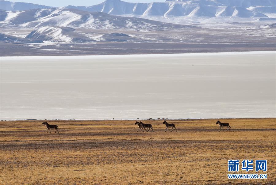 (新華全媒頭條·圖文互動(dòng))(3)跨越半個(gè)世紀(jì)的生命遷徙——西藏極高海拔生態(tài)搬遷破解人與自然共生難題