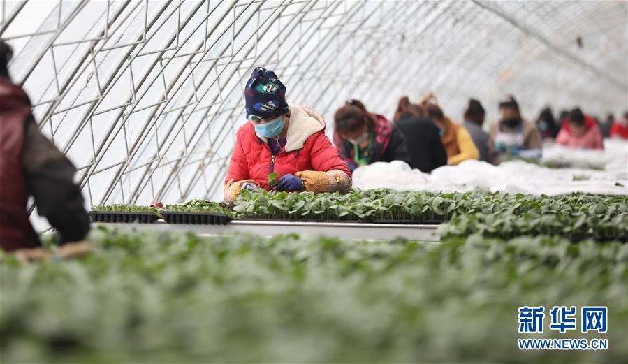 (新華全媒頭條·圖文互動(dòng))(3)春色最濃在田間——來(lái)自全國(guó)春耕備耕的現(xiàn)場(chǎng)觀察