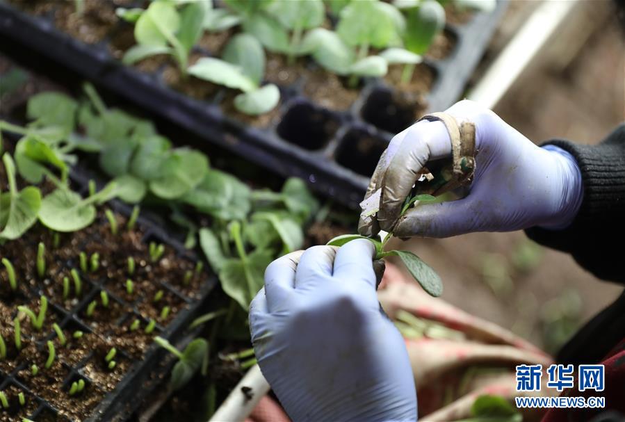 (新華全媒頭條·圖文互動(dòng))(4)春色最濃在田間——來(lái)自全國(guó)春耕備耕的現(xiàn)場(chǎng)觀察