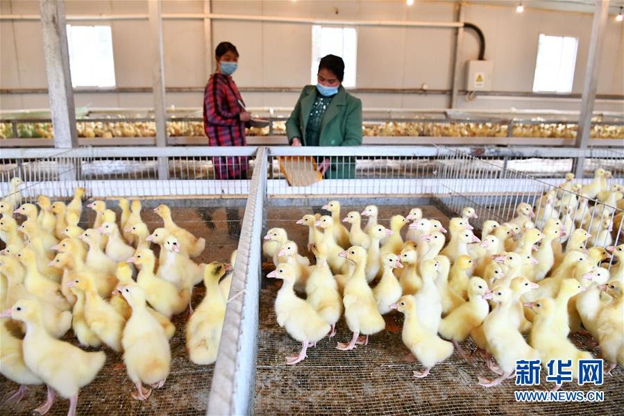 （決戰(zhàn)決勝脫貧攻堅&middot;圖文互動）（2）天然&ldquo;寶貝&rdquo;促增收&mdash;&mdash;貴州錦屏縣培育扶貧產(chǎn)業(yè)見聞