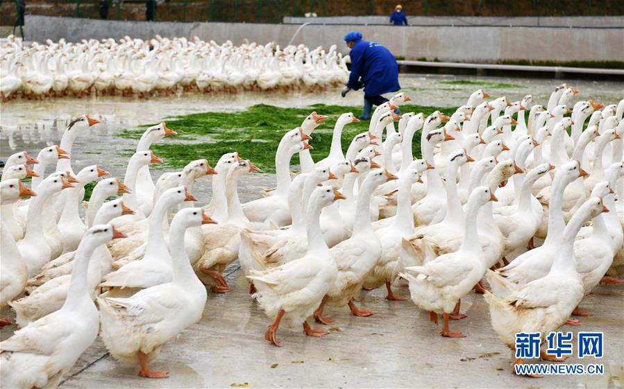 （決戰(zhàn)決勝脫貧攻堅&middot;圖文互動）（3）天然&ldquo;寶貝&rdquo;促增收&mdash;&mdash;貴州錦屏縣培育扶貧產(chǎn)業(yè)見聞