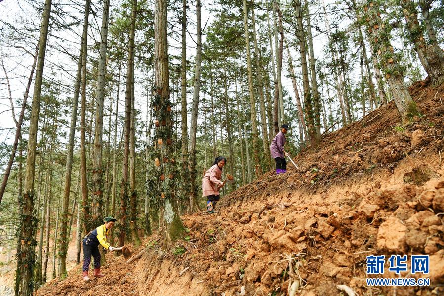 （決戰(zhàn)決勝脫貧攻堅&middot;圖文互動）（4）天然&ldquo;寶貝&rdquo;促增收&mdash;&mdash;貴州錦屏縣培育扶貧產(chǎn)業(yè)見聞