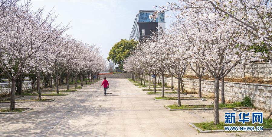 (聚焦疫情防控)(1)武漢:櫻花綻放春意濃