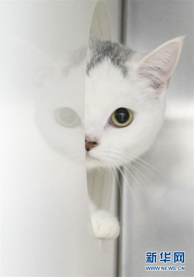 （聚焦疫情防控）（12）武漢：動(dòng)物醫(yī)院里的臨時(shí)&ldquo;奶爸&rdquo;