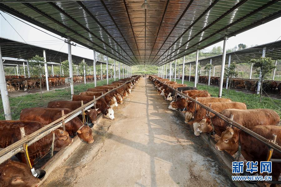 （圖文互動(dòng)）（4）疏通產(chǎn)業(yè)鏈堵點(diǎn) 保障&ldquo;菜籃子&rdquo;供應(yīng)&mdash;&mdash;重慶養(yǎng)殖大區(qū)力促養(yǎng)殖業(yè)補(bǔ)損復(fù)產(chǎn)