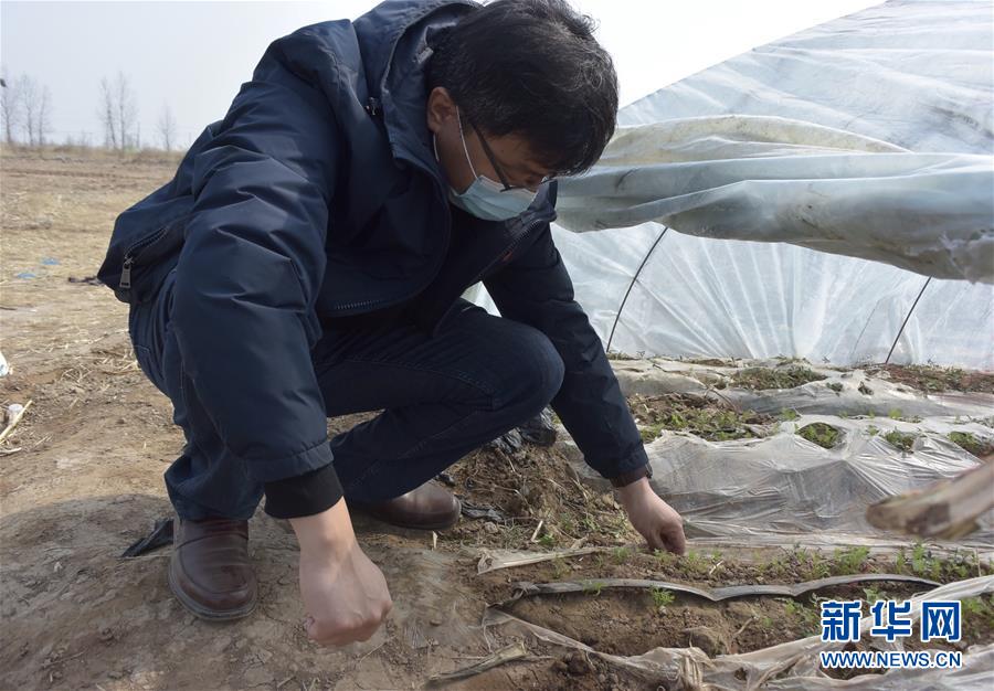 （脫貧攻堅&middot;圖文互動）（1）天津：惠豐前村種下脫貧致富&ldquo;新希望&rdquo;