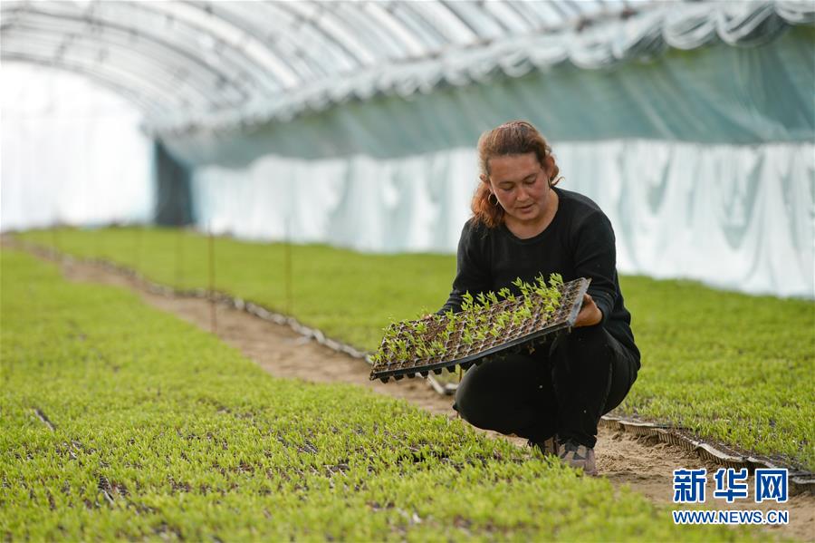 (決戰(zhàn)決勝脫貧攻堅(jiān)·圖文互動(dòng))(8)決戰(zhàn)昆侖——新疆聚焦10個(gè)未摘帽縣展開深度貧困攻堅(jiān)戰(zhàn)