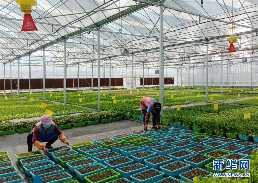 (在習(xí)近平新時(shí)代中國(guó)特色社會(huì)主義思想指引下——新時(shí)代新作為新篇章·習(xí)近平總書(shū)記關(guān)切事·圖文互動(dòng))(5)抗疫之下 保供無(wú)憂