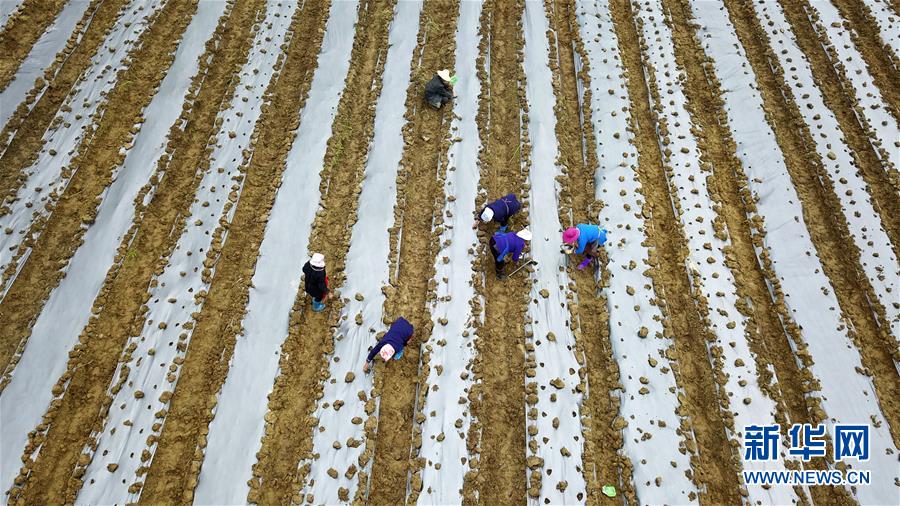 （決戰(zhàn)決勝脫貧攻堅&middot;圖文互動）（1）貴州黔東南：搶抓壩區(qū)春耕 決勝脫貧攻堅