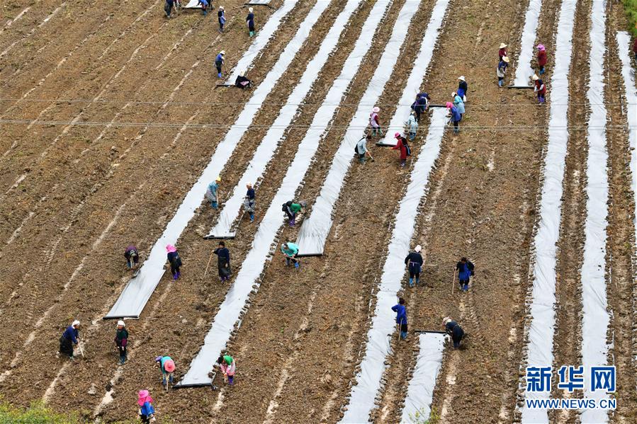 (決戰(zhàn)決勝脫貧攻堅·圖文互動)(4)貴州黔東南:搶抓壩區(qū)春耕 決勝脫貧攻堅