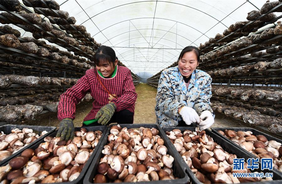 (決戰(zhàn)決勝脫貧攻堅·圖文互動)(1)多重保障 不漏一人——貴州一個脫貧“摘帽”縣的防貧機制探索