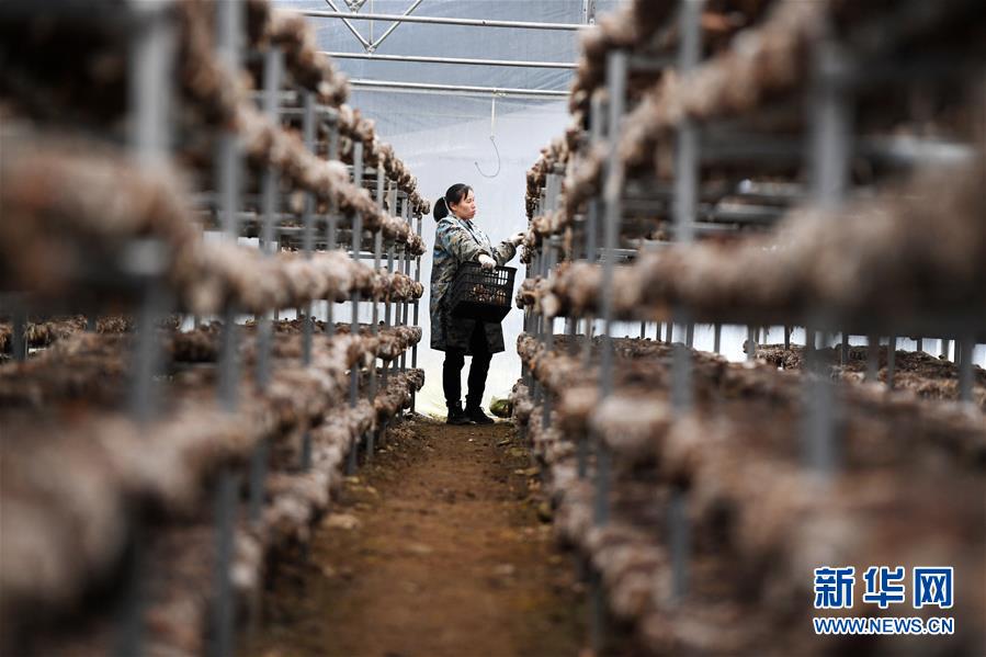 (決戰(zhàn)決勝脫貧攻堅·圖文互動)(5)多重保障 不漏一人——貴州一個脫貧“摘帽”縣的防貧機制探索