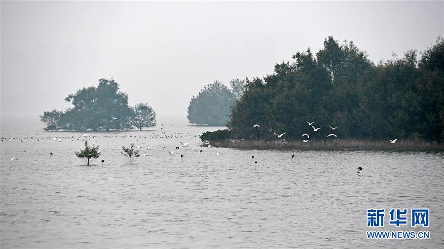 (新華全媒頭條·圖文互動)(5)為有源頭清水來——深圳“馴水記”