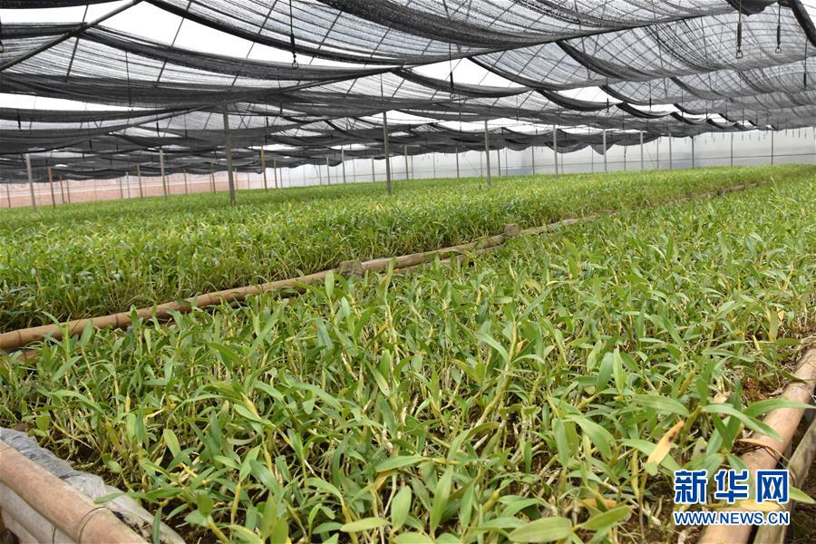 （決戰(zhàn)決勝脫貧攻堅(jiān)&middot;圖文互動）（1）這個(gè)脫貧縣的石頭為何比土金貴？