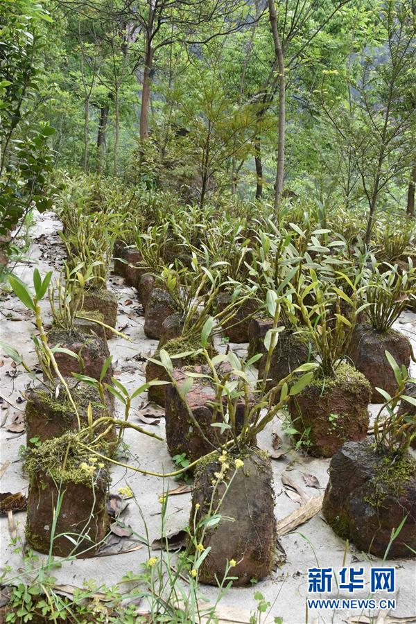 （決戰(zhàn)決勝脫貧攻堅(jiān)&middot;圖文互動）（3）這個(gè)脫貧縣的石頭為何比土金貴？