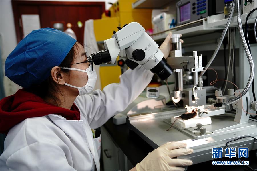 （圖文互動(dòng)）（2）攻擊行為如何被大腦控制？科學(xué)家在小鼠大腦中發(fā)現(xiàn)&ldquo;調(diào)節(jié)開關(guān)&rdquo;