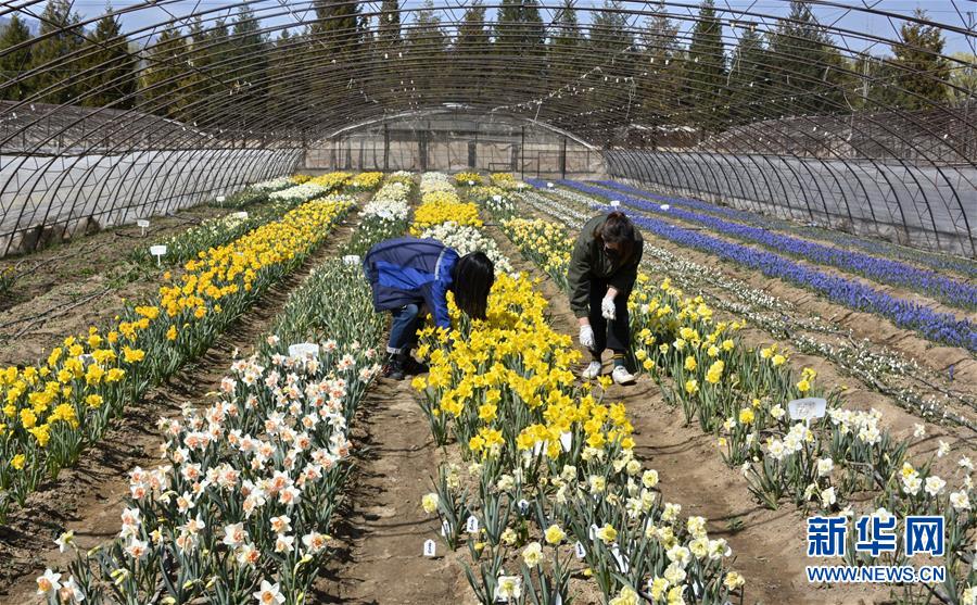 (新華全媒頭條·圖文互動)(2)永遠(yuǎn)的夢想 永恒的追求——寫在北京世園會開幕一周年之際