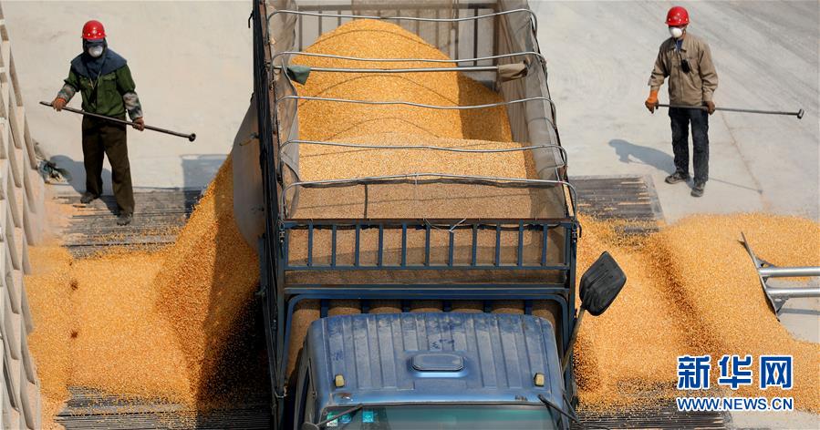 (在習(xí)近平新時(shí)代中國特色社會(huì)主義思想指引下——新時(shí)代新作為新篇章·習(xí)近平總書記關(guān)切事·圖文互動(dòng))(7)春耕忙 信心足——谷雨時(shí)節(jié)走馬東北直擊糧事