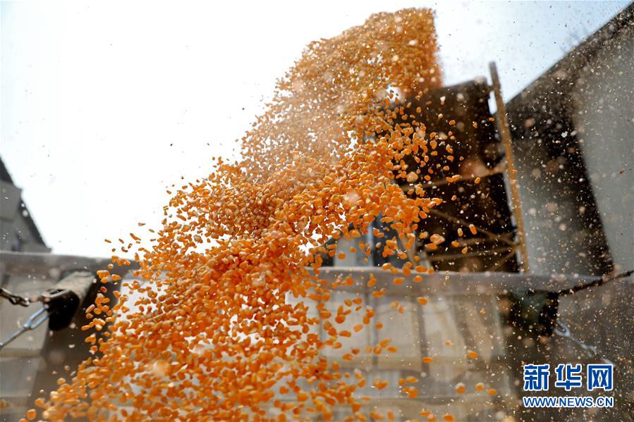 (在習(xí)近平新時(shí)代中國特色社會(huì)主義思想指引下——新時(shí)代新作為新篇章·習(xí)近平總書記關(guān)切事·圖文互動(dòng))(8)春耕忙 信心足——谷雨時(shí)節(jié)走馬東北直擊糧事