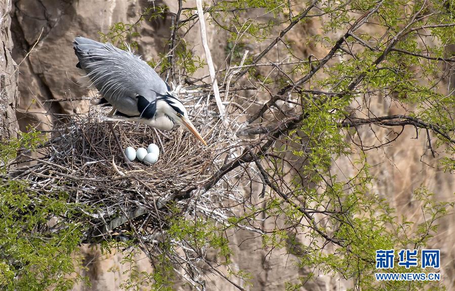 (圖文互動)(3)山西平陸黃河濕地迎來上千只蒼鷺