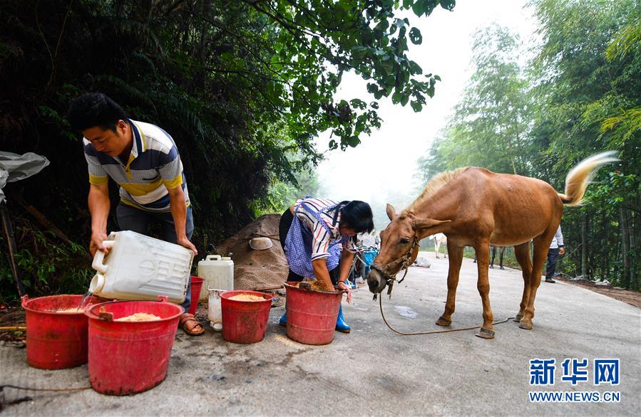 (決戰(zhàn)決勝脫貧攻堅(jiān)·圖文互動(dòng))(4)老余賣騾子