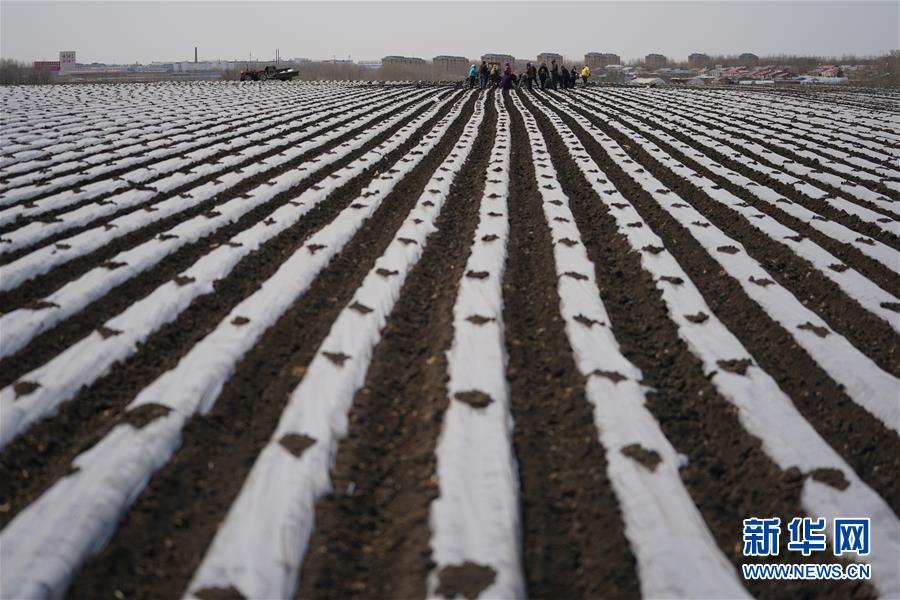 （新華全媒頭條&middot;圖文互動）（8）讓中國飯碗端得更牢&mdash;&mdash;&ldquo;中華糧倉&rdquo;春耕剪影