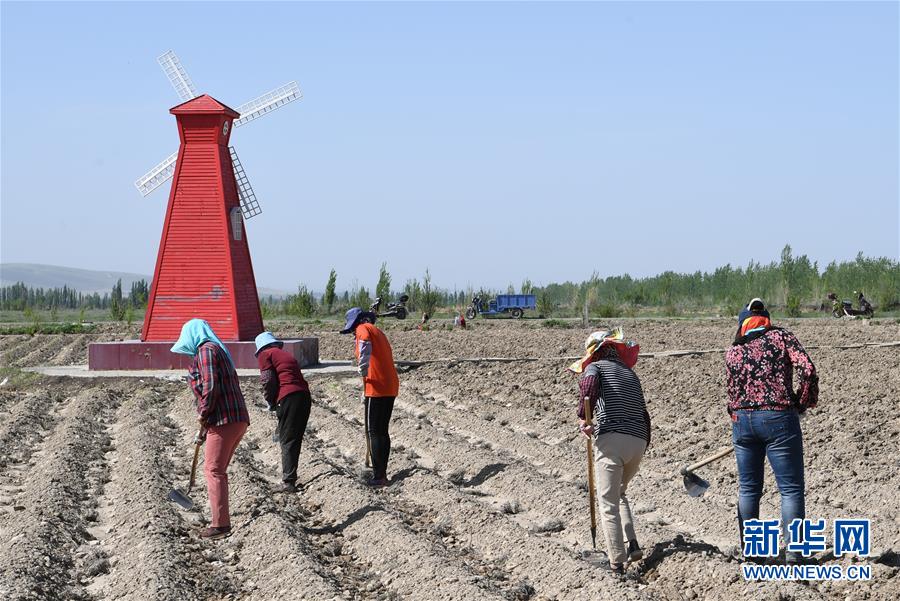 （決戰(zhàn)決勝脫貧攻堅(jiān)&middot;圖文互動(dòng)）（1）在&ldquo;石頭灘&rdquo;耕耘&ldquo;紫色夢(mèng)想&rdquo;