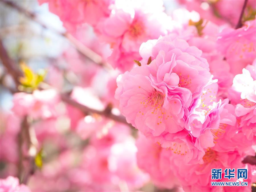 (圖文互動(dòng))(3)特寫:西寧花事