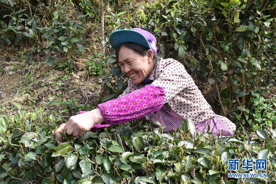 (圖片互動(dòng))(1)再訪貴州極貧鄉(xiāng)鎮(zhèn)看“四變”