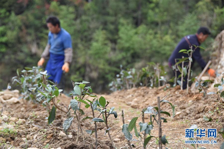 (圖片互動(dòng))(3)再訪貴州極貧鄉(xiāng)鎮(zhèn)看“四變”